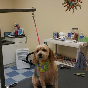 Gone To The Dogs - Pet Groomers Near Me - Jupiter, Florida Gone To The Dogs - Pet Groomers Near Me - Jupiter, Florida