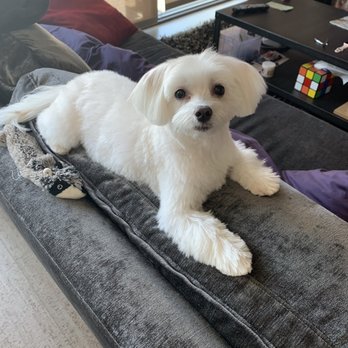 Woori Pet - Pretty boy!! He looks so great! - Pet Groomers Near Me - Los Angeles, California