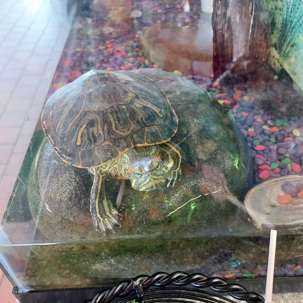 Ninja Express - Little turtle and crawdad that live in a tank at the front counter. - Sushi Bars Near Me - Wabash, Indiana Ninja Express - Little turtle and crawdad that live in a tank at the front counter. - Sushi Bars Near Me - Wabash, Indiana