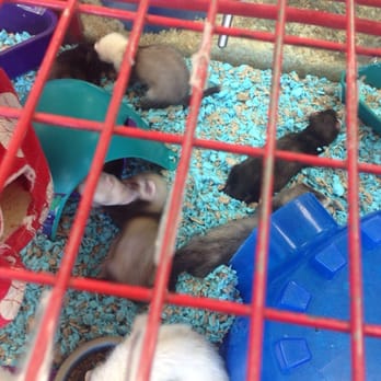Pet Kingdom - Adorable ferrets galore - Pet Stores Near Me - Las Vegas, Nevada