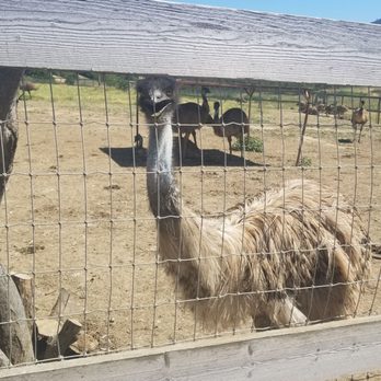 Ostrichland USA - Attraction Farms Near Me - Solvang, California