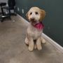 Photo of Agape Oasis Kennels & Grooming