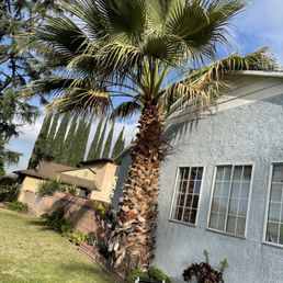 Overgrown Palm