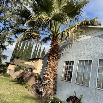 Premium Tree Care - Overgrown Palm - Tree Services Near Me
