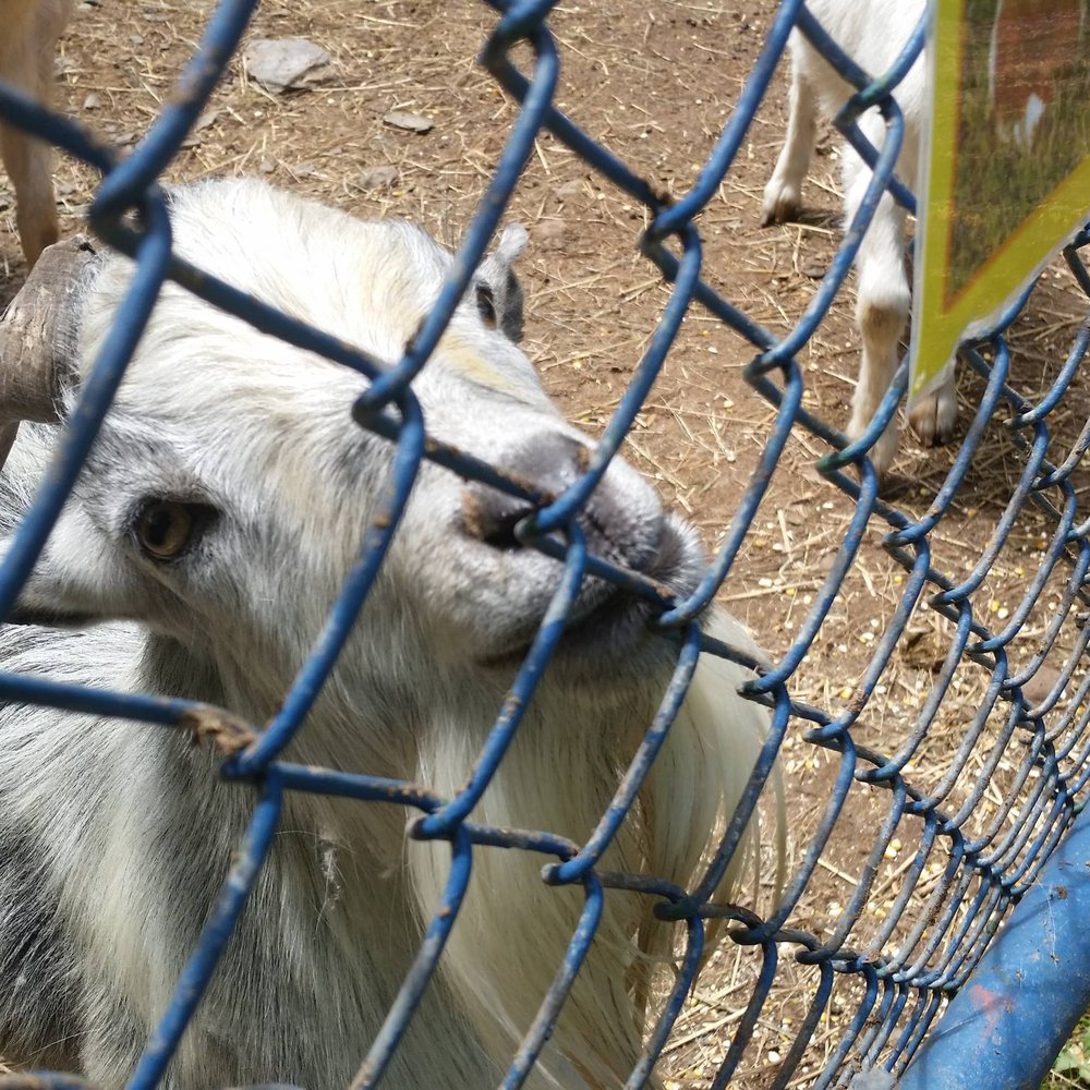 Bailiwick Animal Park - Horseback Riding Near Me - Catskill, New York