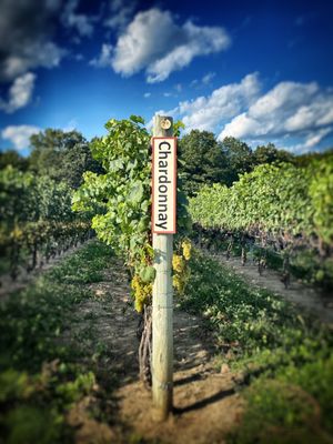 Red Tail Ridge Winery by null