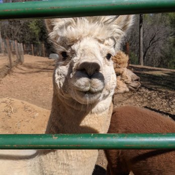 Sierra Rose Alpacas - Ranches Near Me - Grass Valley, California Sierra Rose Alpacas - Ranches Near Me - Grass Valley, California