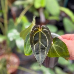 Tejas Plants and Gifts