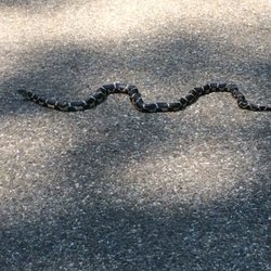 Indianhead Trail - A snake on the trail.