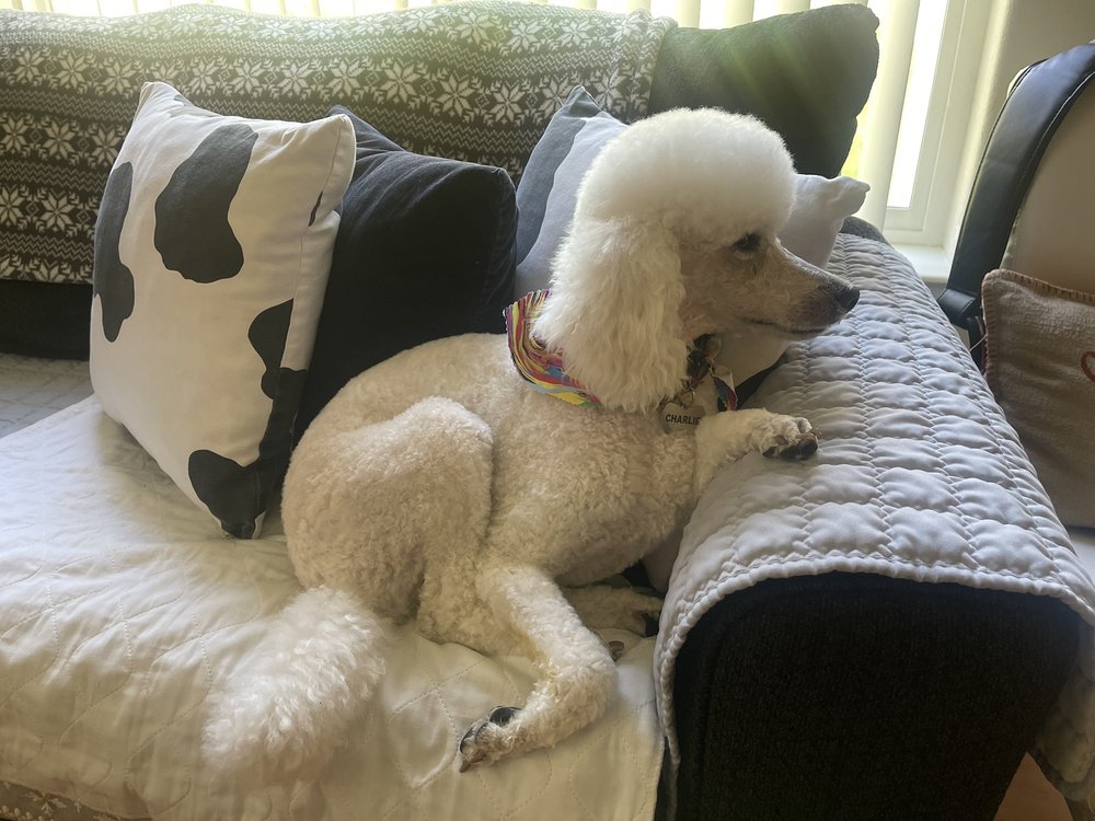 BRIGITTES DOG GROOMING Updated June 2024 6580 Askeland Dr