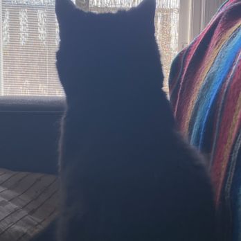 LoveCats Cat Sitting - Pet Sitting Near Me