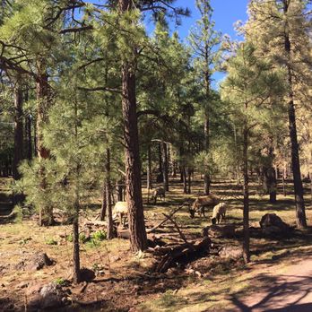 Bearizona - Zoos Near Me - Williams, Arizona