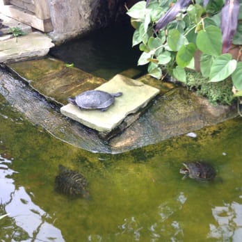 Allan Gardens - Turtles - Parks Near Me - Toronto, Ontario Allan Gardens - Turtles - Parks Near Me - Toronto, Ontario