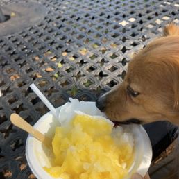 dog approved