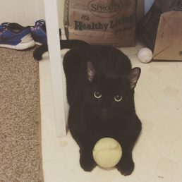 Houston... Best cat ever!! We are so lucky to have him. Houston... Best cat ever!! We are so lucky to have him.