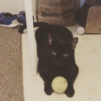 East County Animal Rescue - Houston... Best cat ever!! We are so lucky to have him. - Animal Shelters Near Me East County Animal Rescue - Houston... Best cat ever!! We are so lucky to have him. - Animal Shelters Near Me