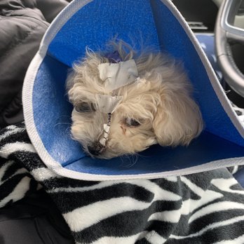 VCA Orange County Veterinary Specialists - Emergency Pet Hospital Near Me - Tustin, California VCA Orange County Veterinary Specialists - Emergency Pet Hospital Near Me - Tustin, California
