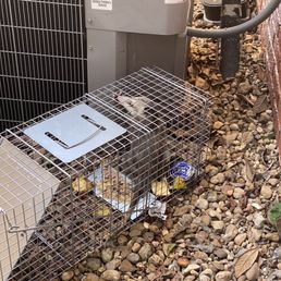 Trapped possum Trapped possum