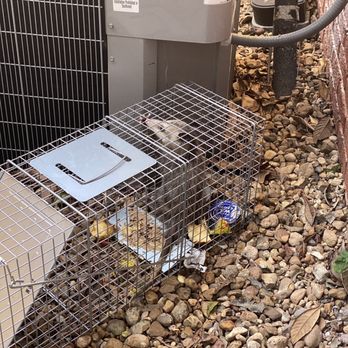 Rodriguez Rodent Defense - Trapped possum - Wildlife Control Near Me Rodriguez Rodent Defense - Trapped possum - Wildlife Control Near Me