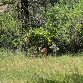 Alum Rock Park - A four-legged friend - Parks Near Me - San Jose, California