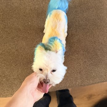 Cristy's Grooming - Pet Groomers Near Me - Melbourne, Florida Cristy's Grooming - Pet Groomers Near Me - Melbourne, Florida