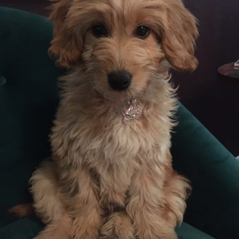 4E Kennels - Cozy Brooke - Pet Breeders Near Me 4E Kennels - Cozy Brooke - Pet Breeders Near Me