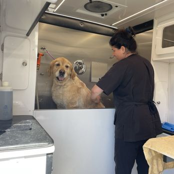Doggy Connection - Coco getting Love from the Doggy Connection - Pet Groomers Near Me Doggy Connection - Coco getting Love from the Doggy Connection - Pet Groomers Near Me