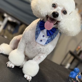 Dogtown grooming - Pet Groomers Near Me - Bakersfield, California