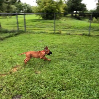 Days Dogtown - So much space to explore, Biscuit can't wait! - Pet Boarding Near Me - Dayton, Texas Days Dogtown - So much space to explore, Biscuit can't wait! - Pet Boarding Near Me - Dayton, Texas