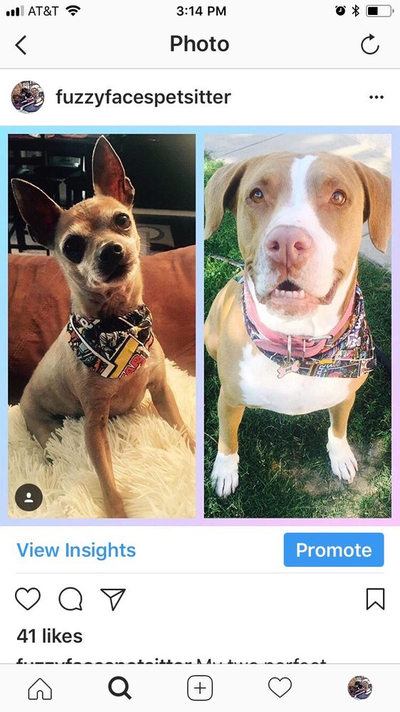 DOG GROOMING BY JACQUELINE GANN Updated September 2024 Bakersfield