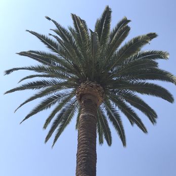 Tree King Tree Service - Tree Services Near Me - Los Angeles, California Tree King Tree Service - Tree Services Near Me - Los Angeles, California