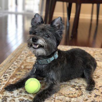 Pet Supplies Plus Archer-Ashland - My dog after getting groomed by Alexandra Andrejevic. She's there on weekends (Fri-Sun). - Pet Stores Near Me - Chicago, Illinois