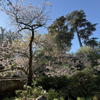 Japanese Tea Garden - Cherry blossoms 3/29/26 - Tea Rooms Near Me - San Francisco, California
