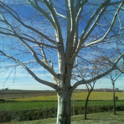 Prado de la Casa - Arbol del parque del Prado de la Casa