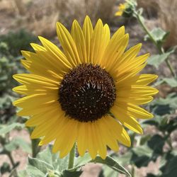 Poudre River Trail