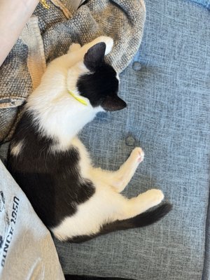 Meows Rakuen by null