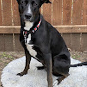 Canine Advanced Training Services - Pet Training Near Me - Euless, Texas Canine Advanced Training Services - Pet Training Near Me - Euless, Texas