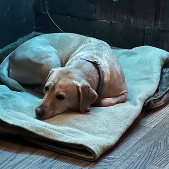 Colter's - Good bars have dog beds. - Bars Near Me - Rochester, New York