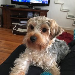 Soft Paws Salon - Amy needs a good groomer