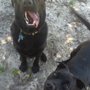 Photo of Bill Dickson Dog Park