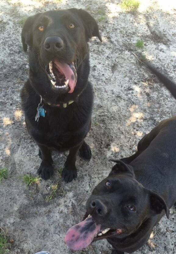 BILL DICKSON DOG PARK Updated October 2024 3151 Fenceline Rd