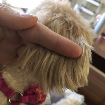 Paws Palace - Had to even her ears out - Pet Groomers Near Me - Santa Clara, California
