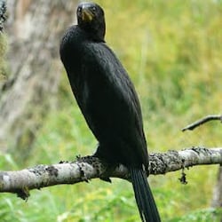 Le Roys Bush - Black Shag in wetland (Photo MJvR)