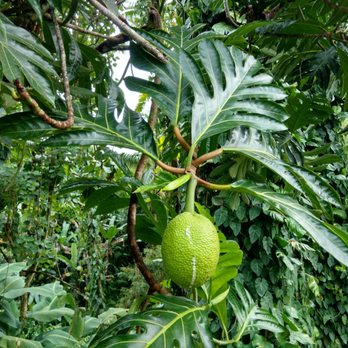 Lo'i Bed & Breakfast - I think this is a breadfruit tree - Bed & Breakfast Near Me - Hilo, Hawaii