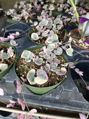 San Francisco Flower Market by null