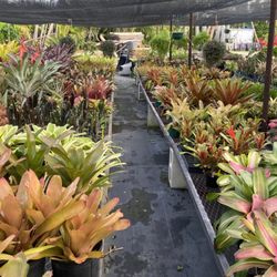 Bob's Horticulture - Variety of different Bromeliads to choose from