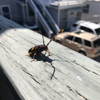 The Cabana Inn - Florida bugs are cool - Hotels Near Me - Key West, Florida The Cabana Inn - Florida bugs are cool - Hotels Near Me - Key West, Florida