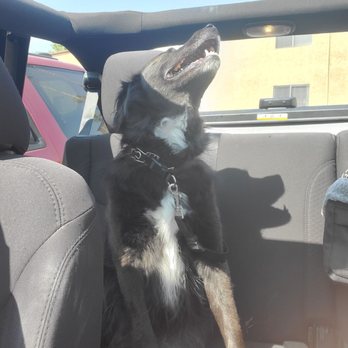Escondido Auto Super Center - Puppy approved - Used Car Dealers Near Me - Escondido, California Escondido Auto Super Center - Puppy approved - Used Car Dealers Near Me - Escondido, California