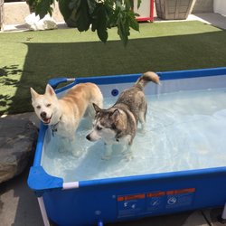 The Sit & Stay Pet Resort & Spa