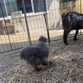 ponyparty4kids - Pepper the - Party & Event Planning Near Me - Corona, California ponyparty4kids - Pepper the - Party & Event Planning Near Me - Corona, California